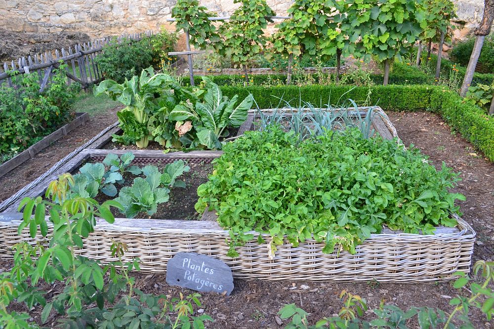 Free organic vegetable gardening photo, public domain vegetable CC0 image. 