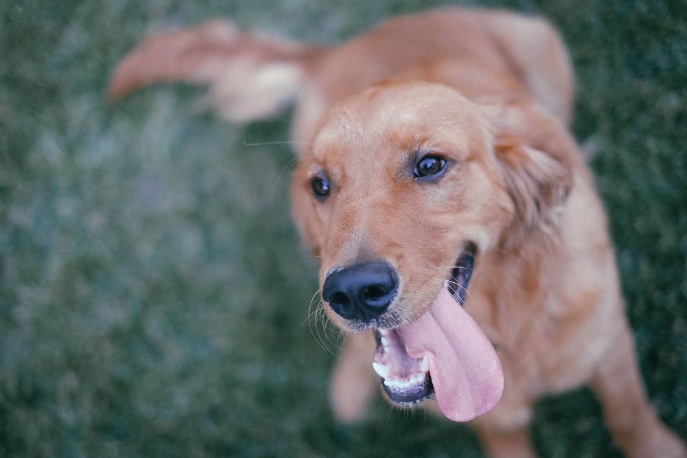 Free golden retriever dog image, public domain CC0 photo.