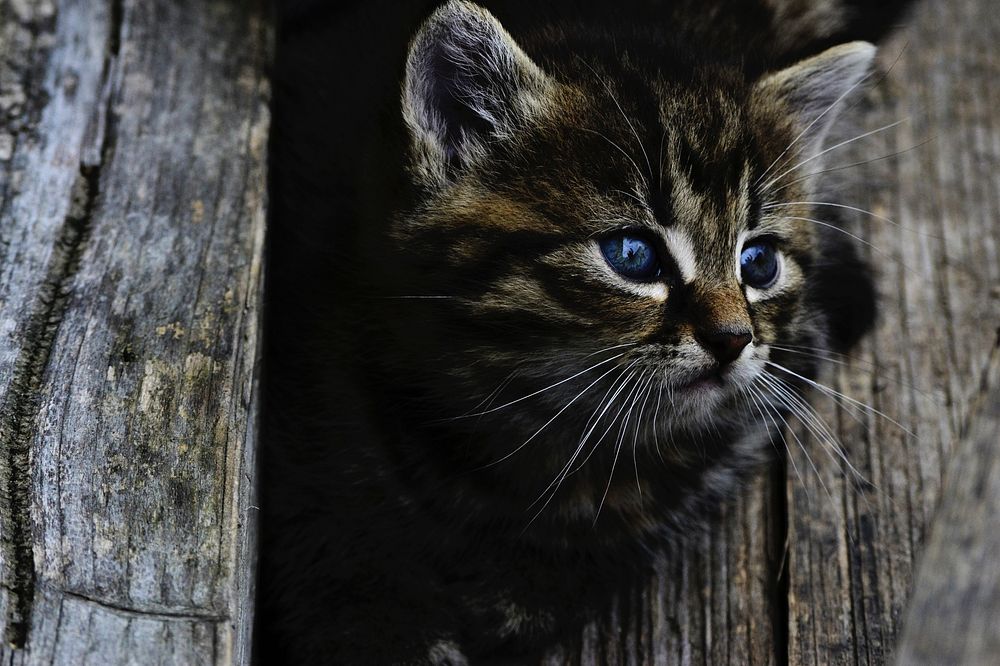 Free cute kitten face closeup image, public domain CC0 photo.