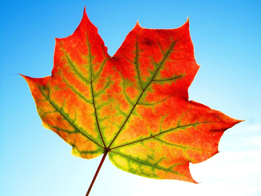 Free autumn maple leaf photo, public domain nature CC0 image.