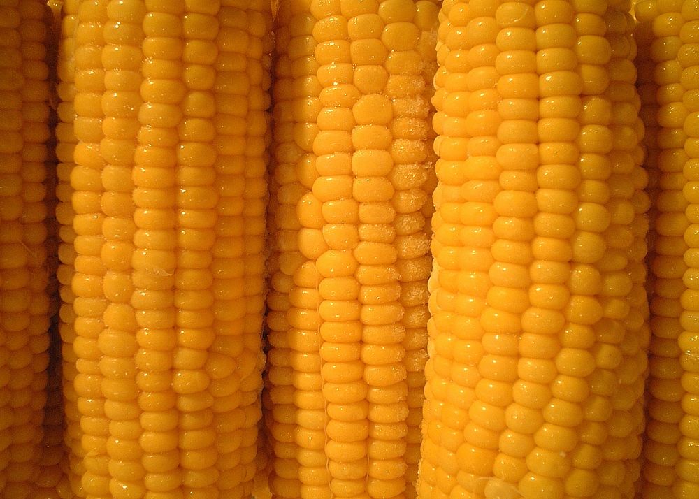 Free yellow corn cob close up photo, public domain vegetable CC0 image.