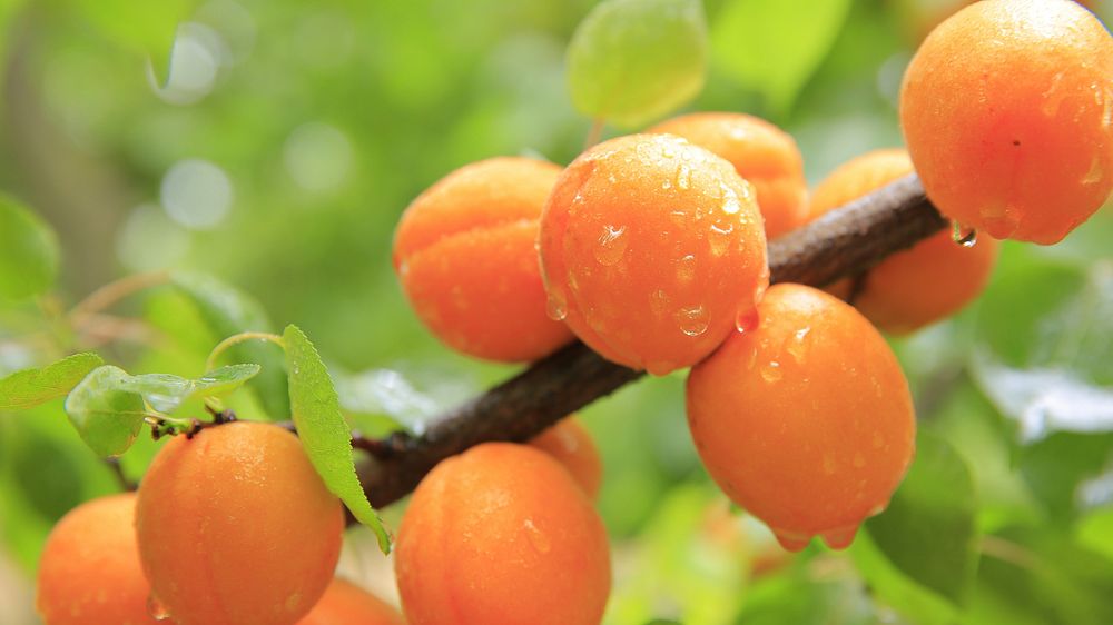 Free apricot in tree image, public domain fruit CC0 photo.