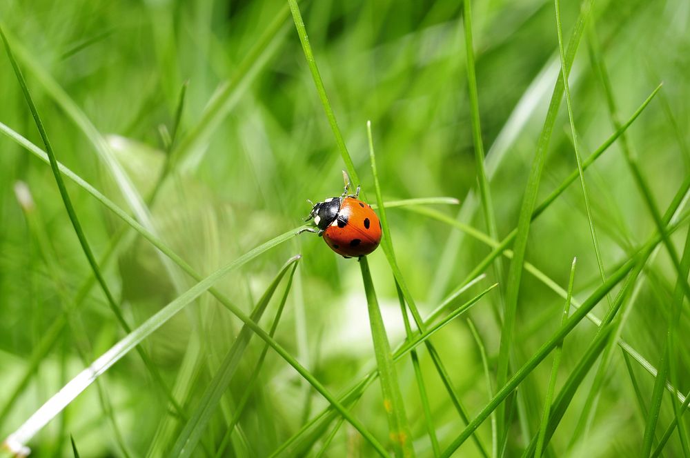 Free ladybug climbing on green stem photo, public domain CC0 image.