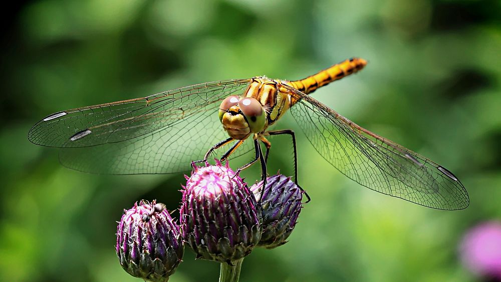 Free close up dragonfly on flower, public domain animal CC0 photo.