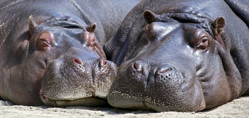 Free hippopotamus image, public domain animal CC0 photo.