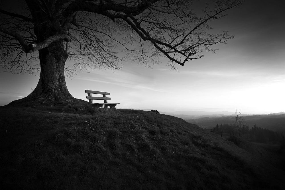 Free bench near large tree image, public domain nature CC0 photo.
