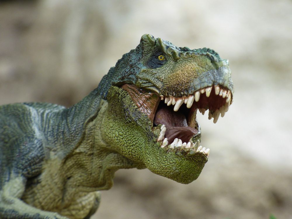 Free dinosaur head close up photo, public domain animal CC0 image.