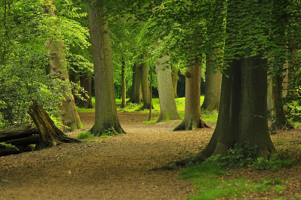 Free tall green trees in forest photo, public domain nature CC0 image.