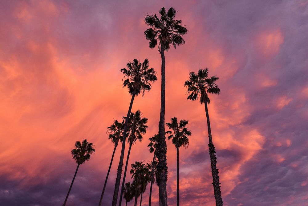 Palm trees and pink sunset, free public domain CC0 photo