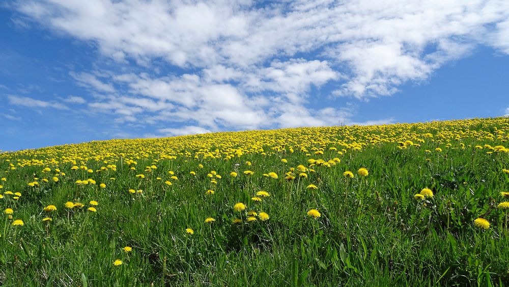 Free yellow flower field image, public domain spring CC0 photo.