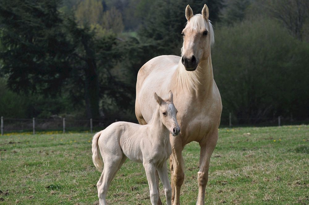 Free palomino horse and colt in meadow image, public domain animal CC0 photo.
