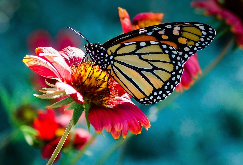 Free monarch butterfly and flower image, public domain animal CC0 photo.