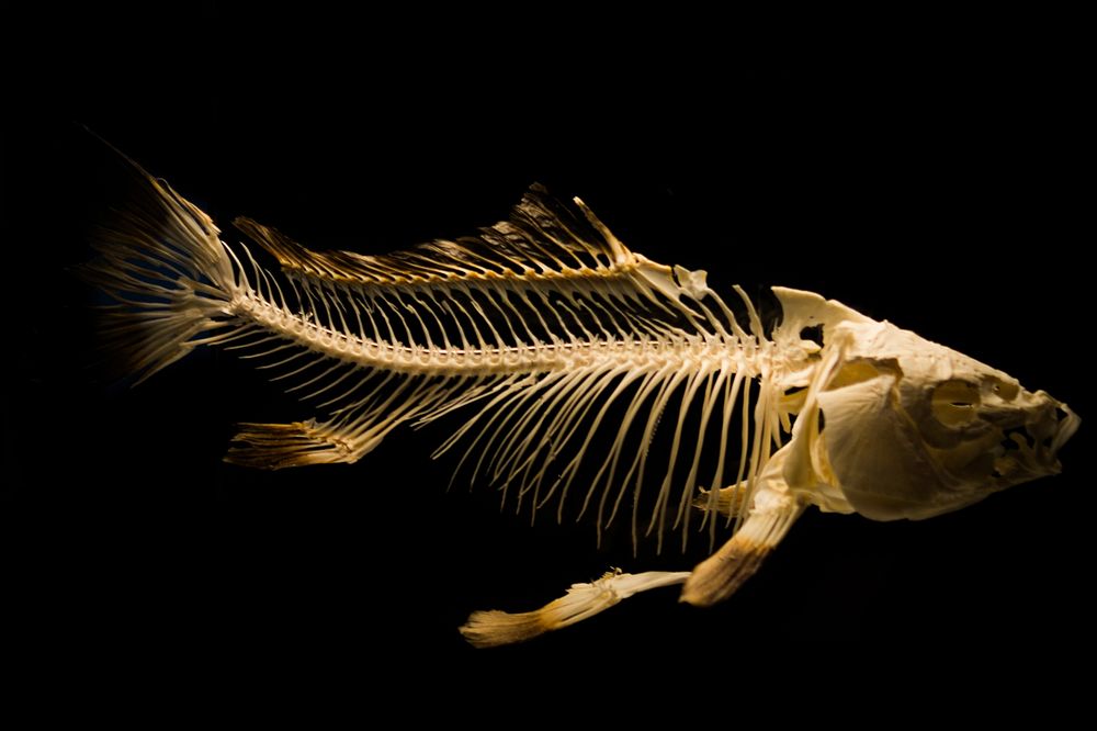 Free fish skeleton image, public domain animal CC0 photo.