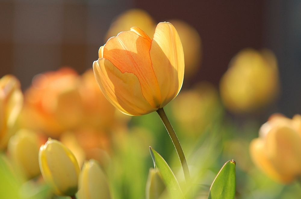 Yellow tulips macro photography, free public domain CC0 photo