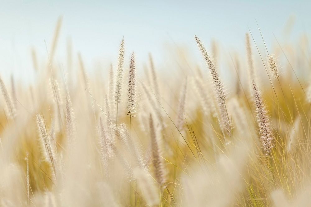 Field of wheat, free public domain CC0 photo