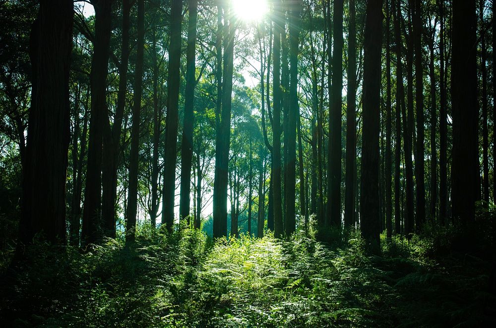 Free tall green trees in forest photo, public domain nature CC0 image.