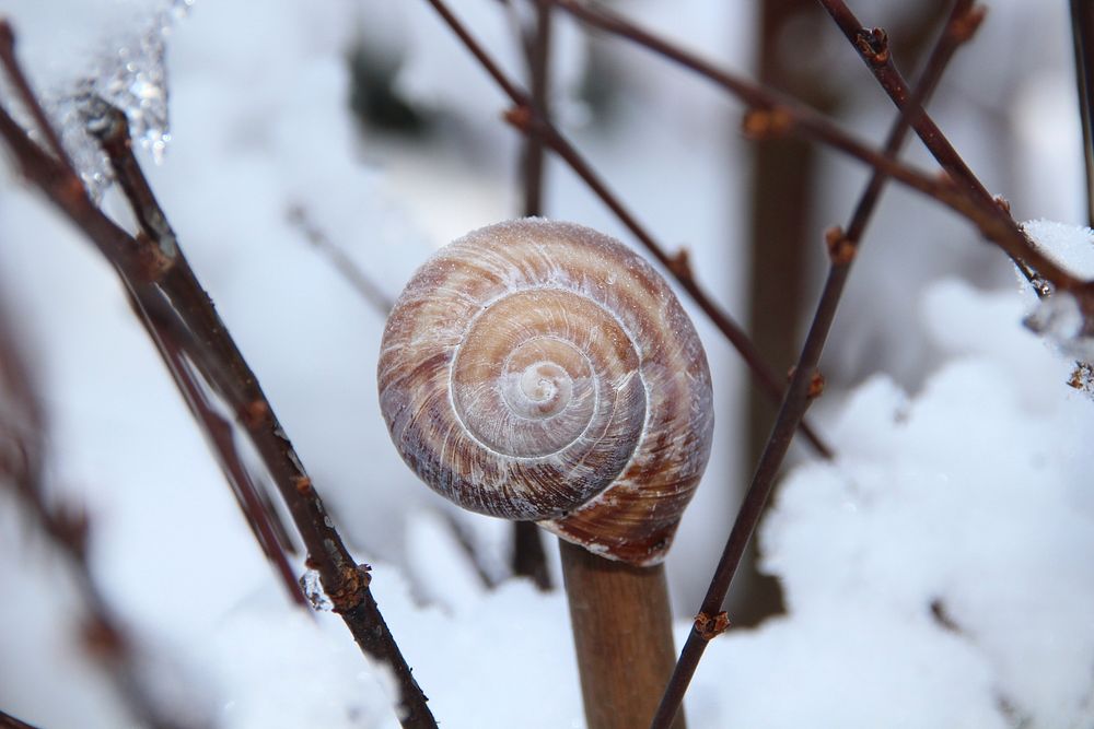 Free snail shell on stick with snow background image, public domain animal CC0 photo.