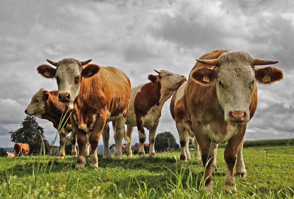 Free cows on grass field image, public domain animal CC0 photo.