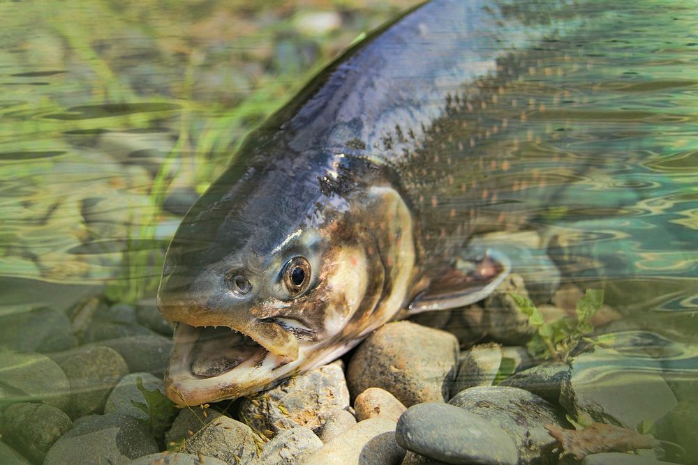 Free fish image, public domain animal CC0 photo.