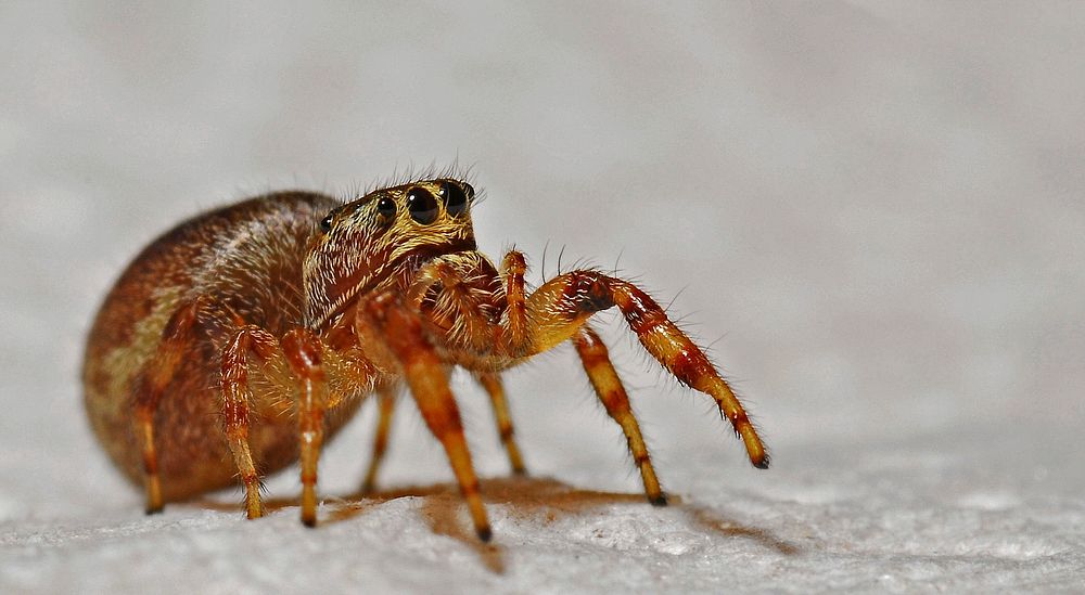 Free close up brown spider image, public domain animal CC0 photo.
