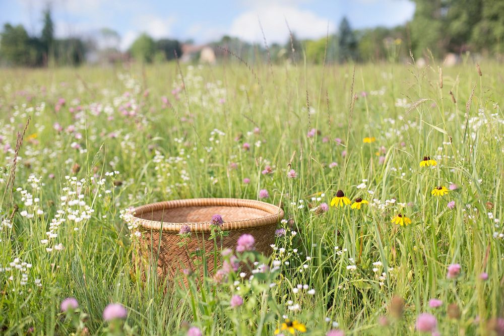 Basket in field of grass and flowers, free public domain CC0 photo