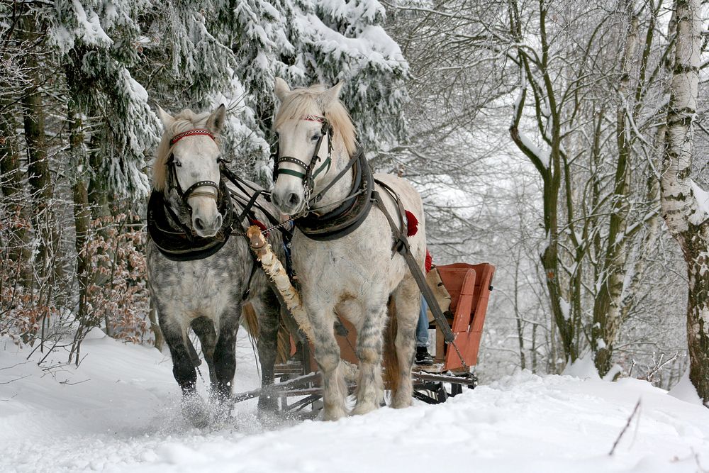 Free winter horse with sleigh ride image, public domain animal CC0 photo.