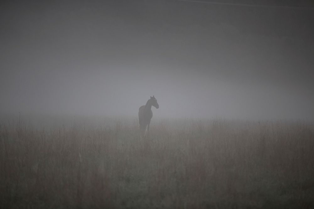 Free horse on field in fog image, public domain CC0 photo.