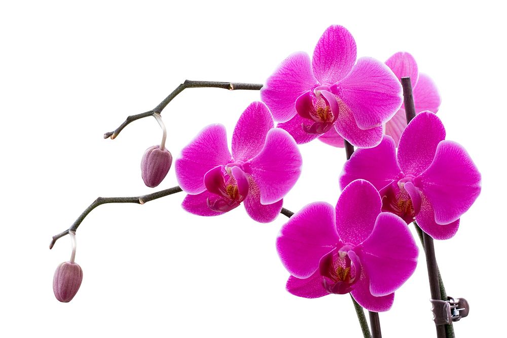 Free pink orchid image, public domain flower CC0 photo.