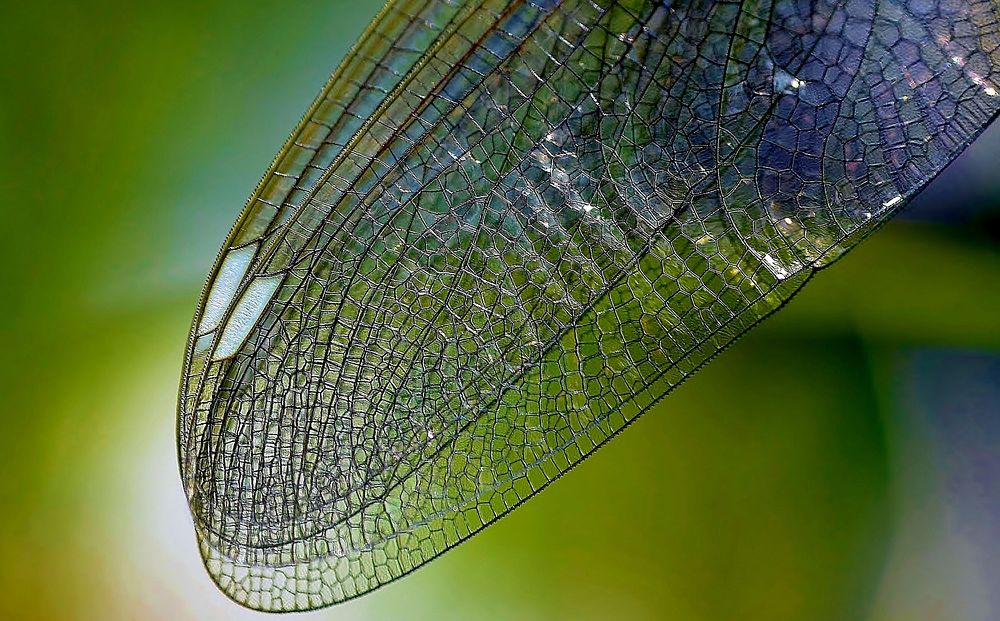 Free insect wings close up public domain CC0 photo.