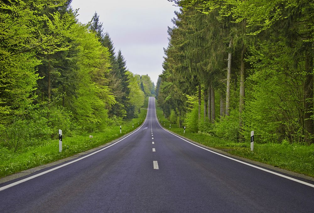 Road between trees, free public domain CC0 photo