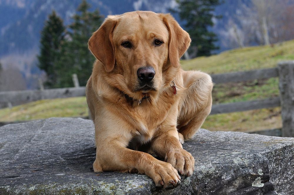 Free labrador retriever dog sitting on stone image, public domain animal CC0 photo.