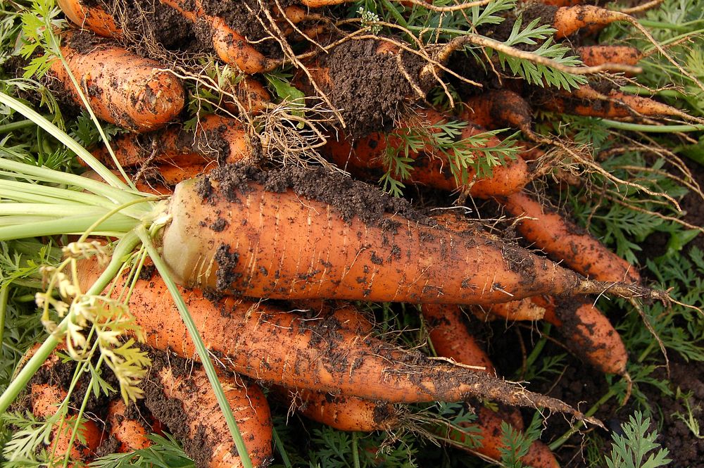 Free fresh carrots in soil photo, public domain vegetables CC0 image.