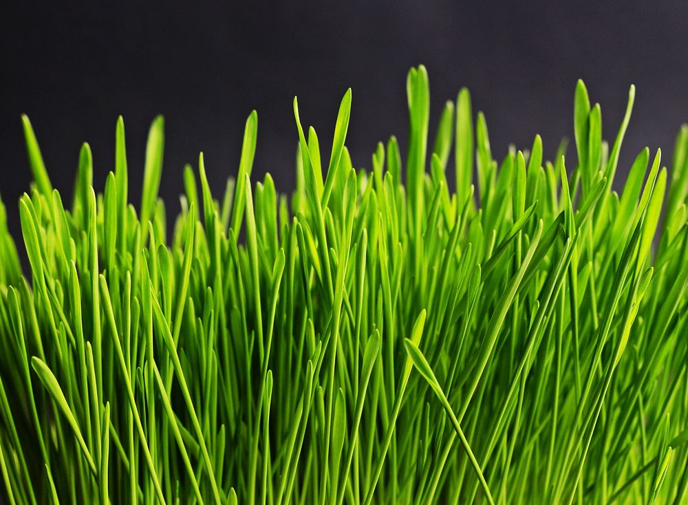  Free green grass image, public domain plant CC0 photo.