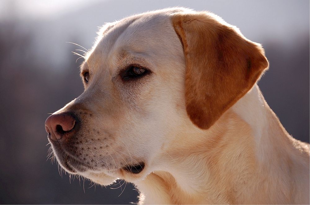 Free Labrador retriever head portrait photo, public domain animal CC0 image.