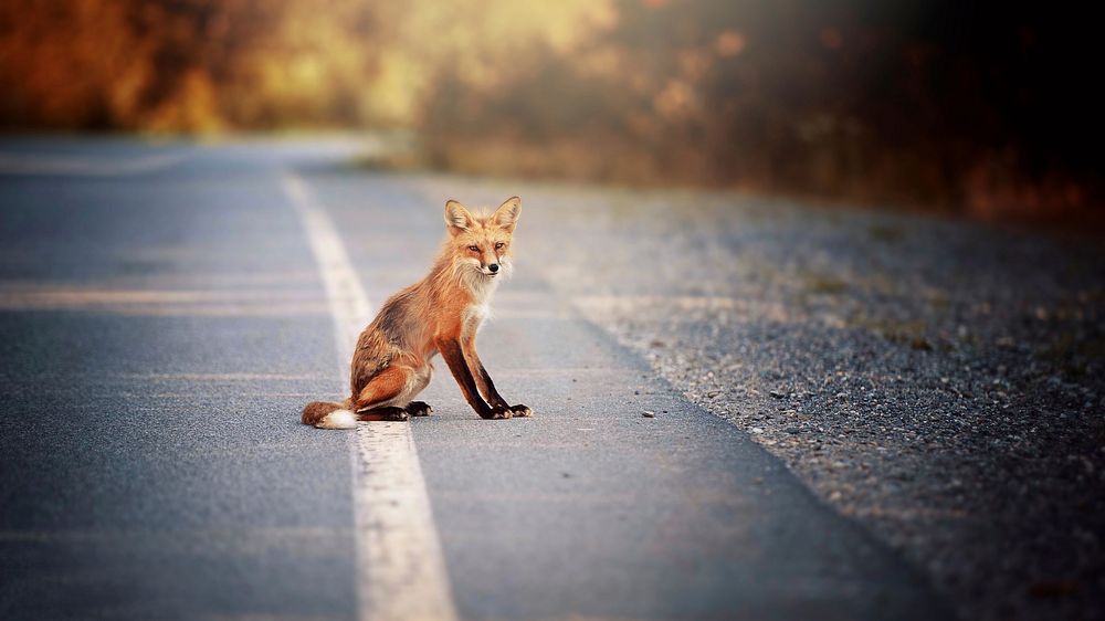 Free baby red fox on the street image, public domain CC0 photo.
