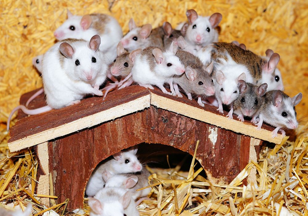 Free pet mouses in a wooden house image, public domain CC0 photo.