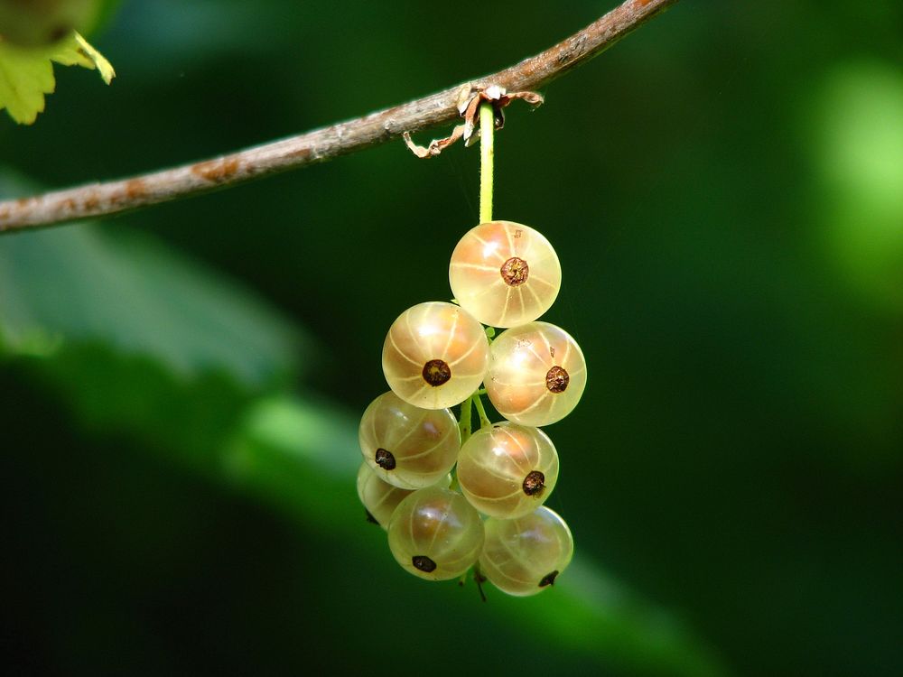 Free white currant image, public domain flower CC0 photo.