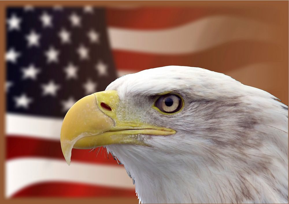 Free bald eagle head American flag photo, public domain animal CC0 image.