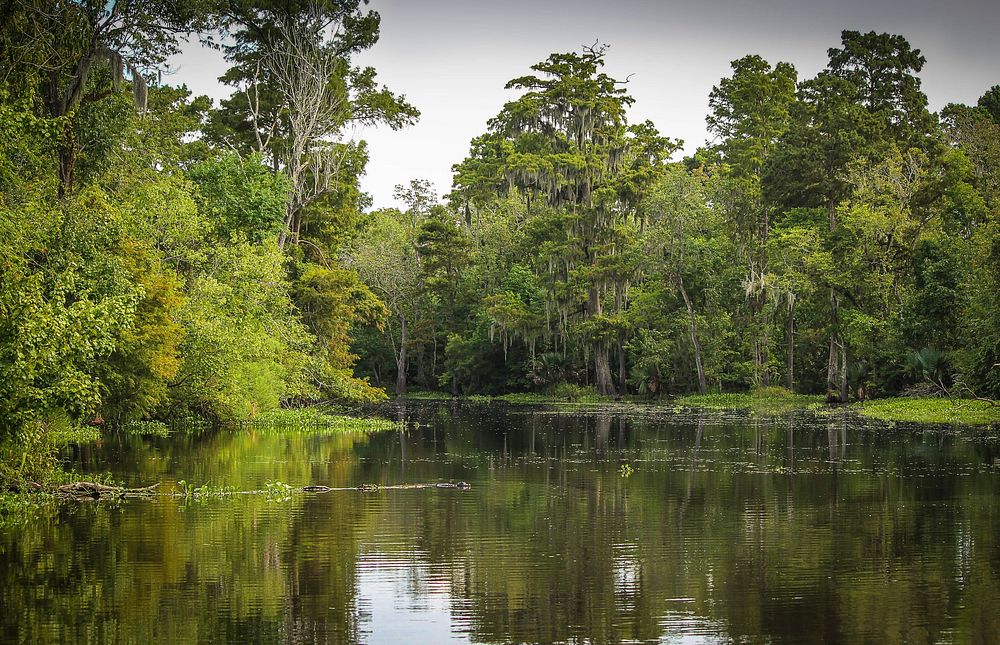 Free green forest by the water photo, public domain nature CC0 image.