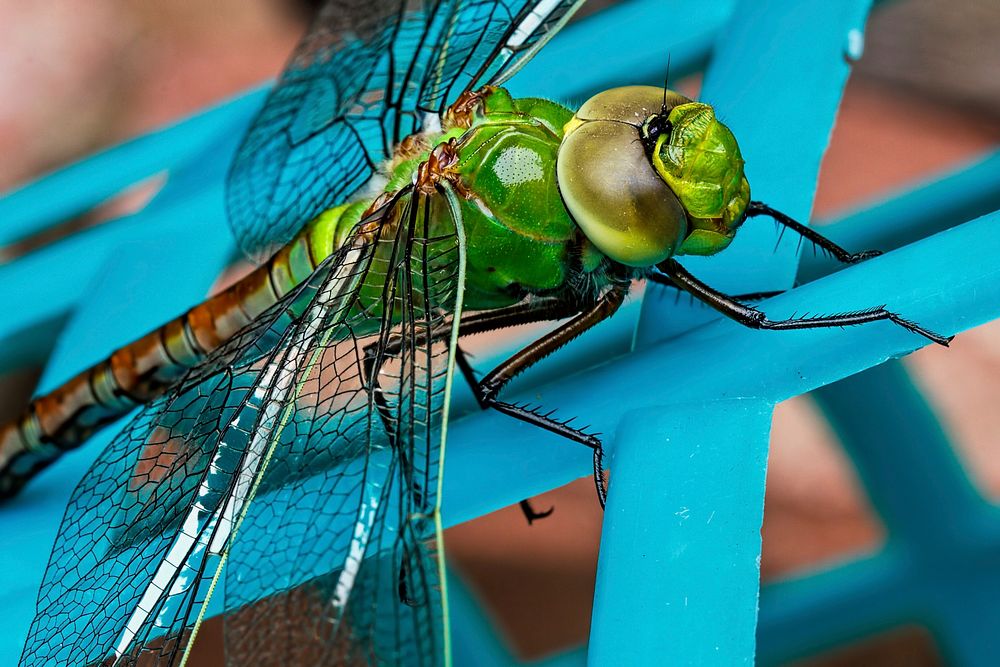 Free close up dragonfly image, public domain animal CC0 photo.