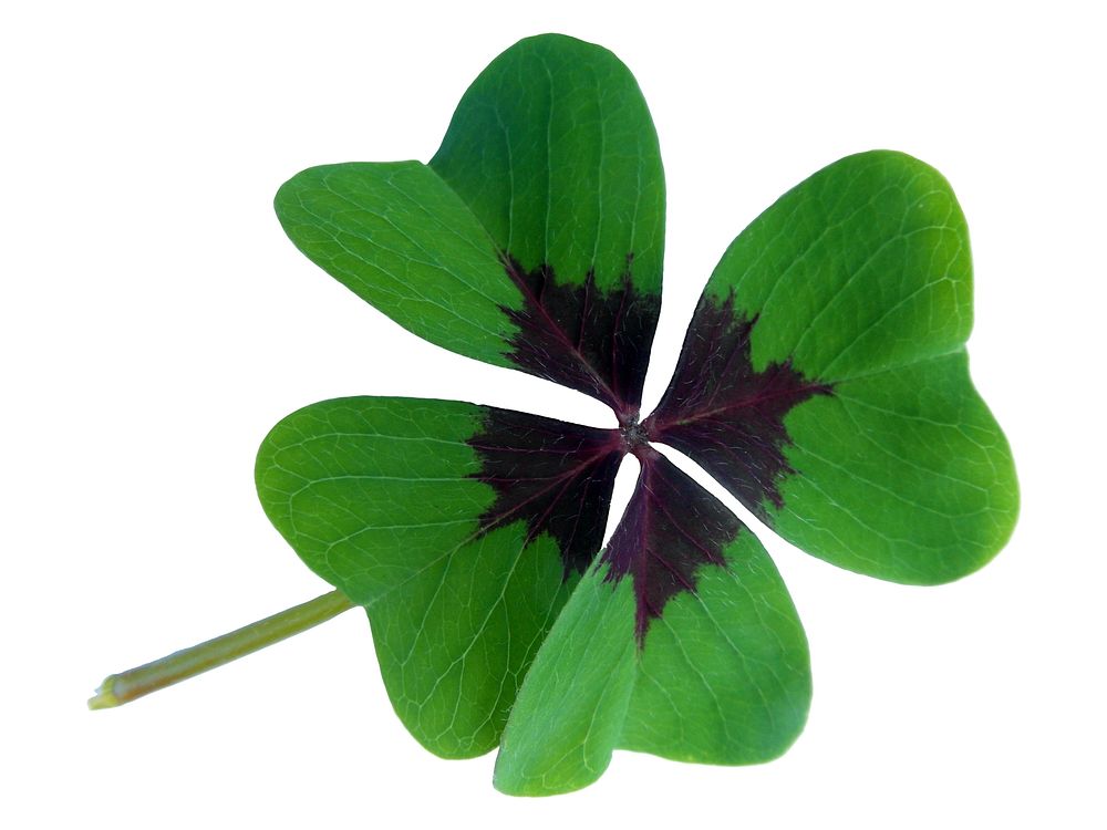 Free clover leaf image, public domain spring CC0 photo.