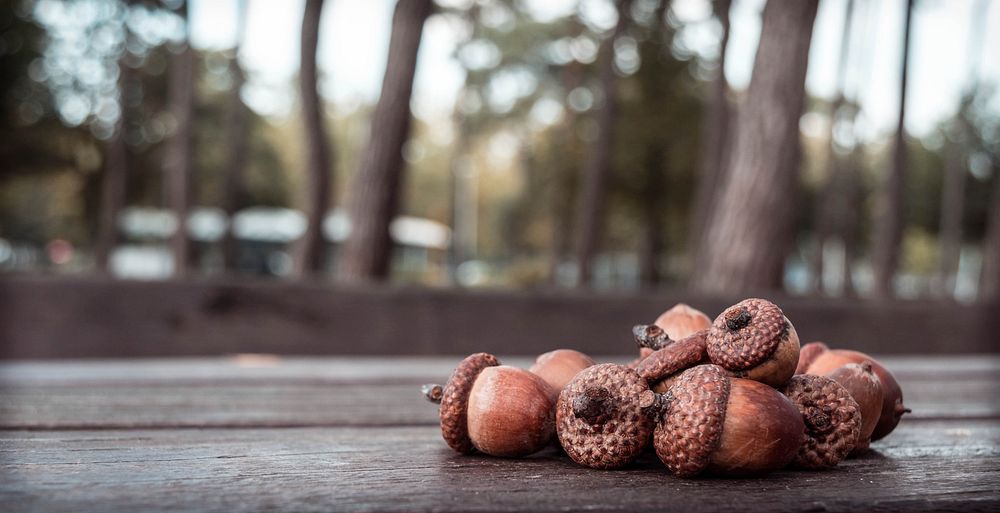 Free acorn, wooden table, forest public domain CC0 photo.