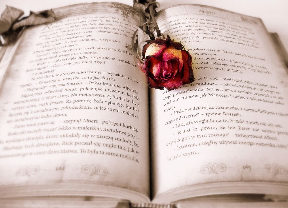 Free open book with red rose inside photo, public domain CC0 image.