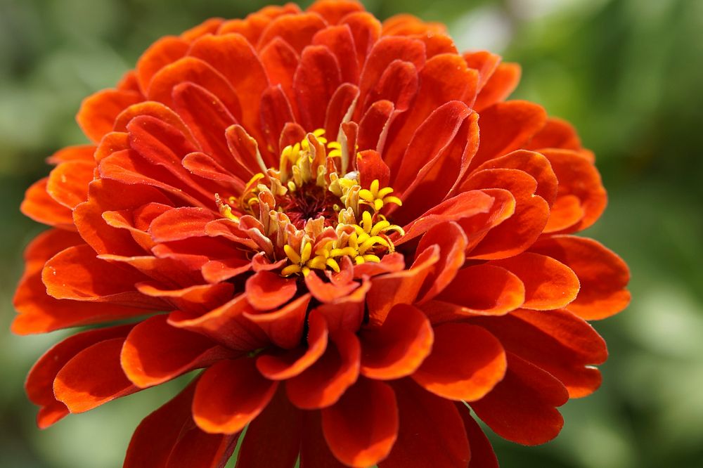 Free zinnia image, public domain flower CC0 photo.