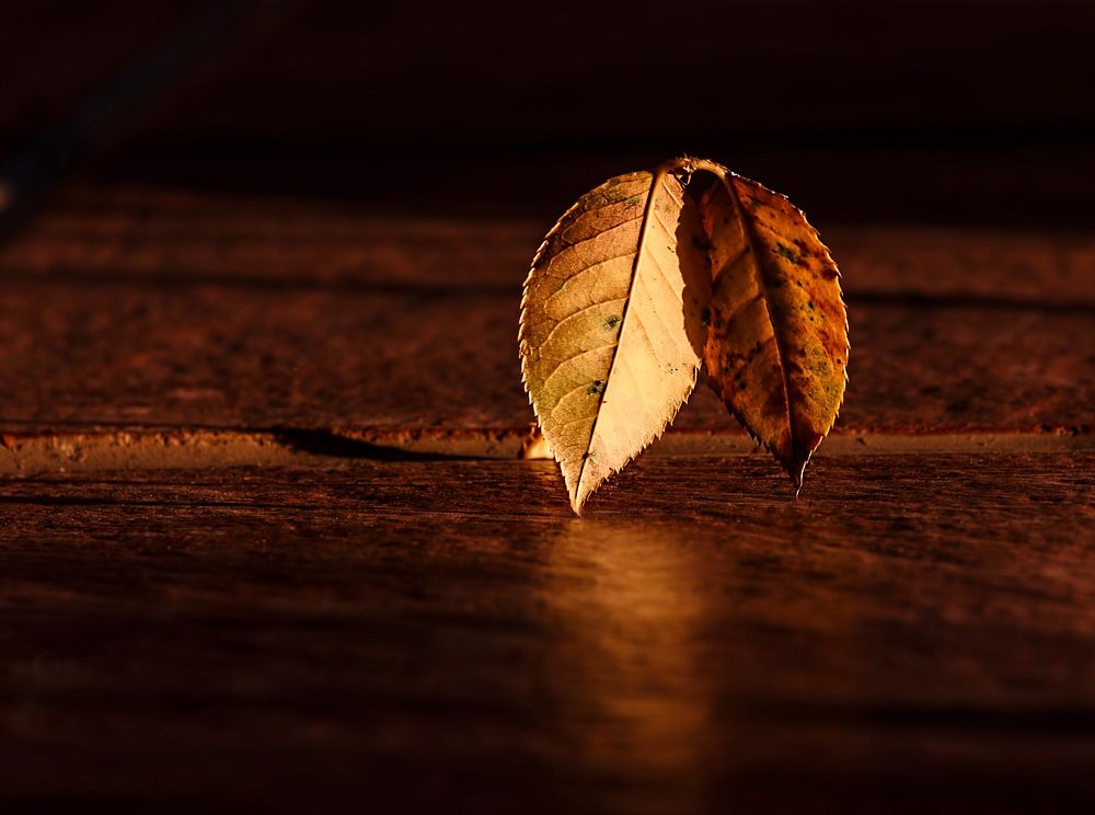 Free closeup on autumn leaves photo, public domain nature CC0 image.