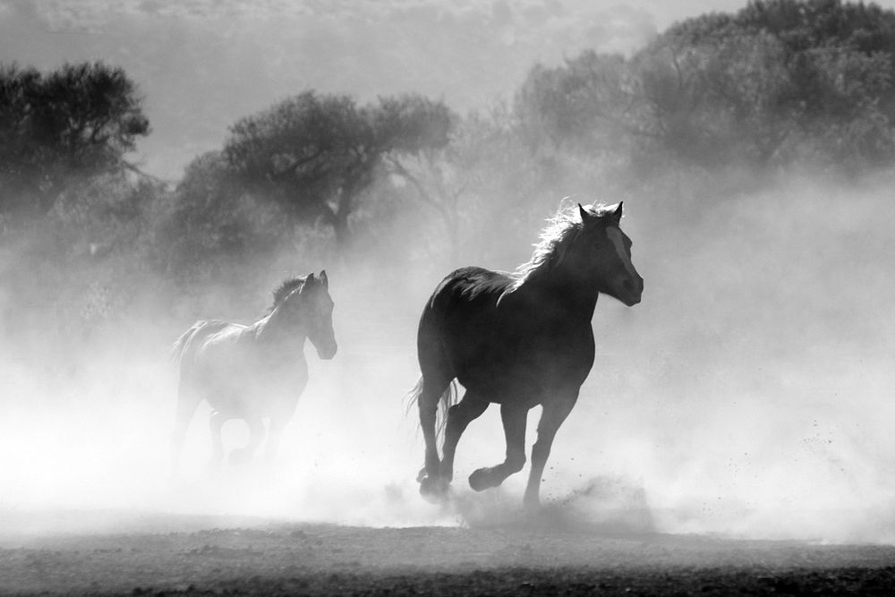 Free herd of horses image, public domain animal CC0 photo.