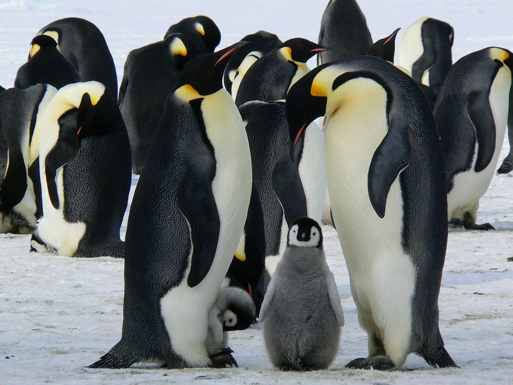 Free king penguins in Antarctica portrait photo, public domain animal CC0 image.