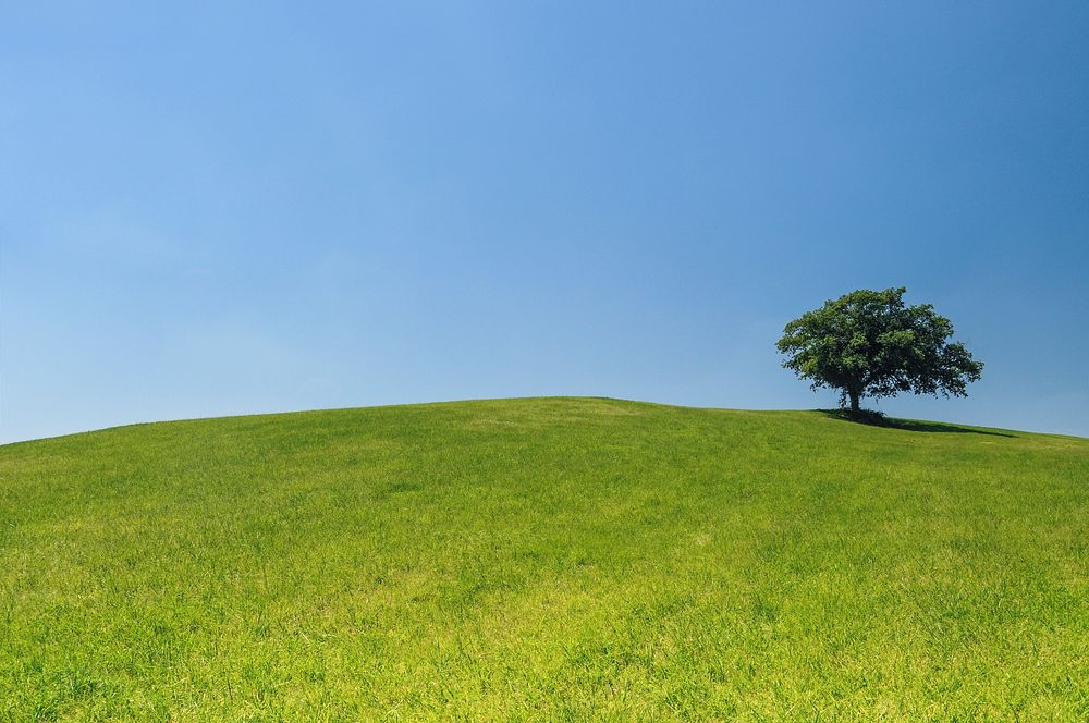 Field of grass with one tree, free public domain CC0 photo