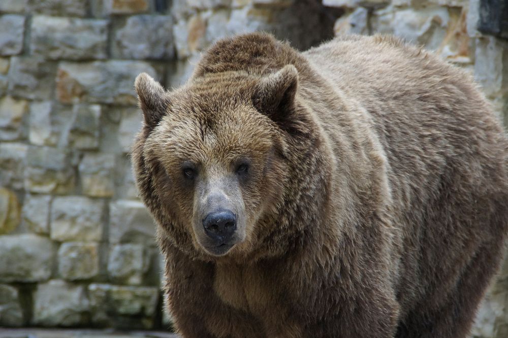 Free grizzly bear portrait photo, public domain animal CC0 image.