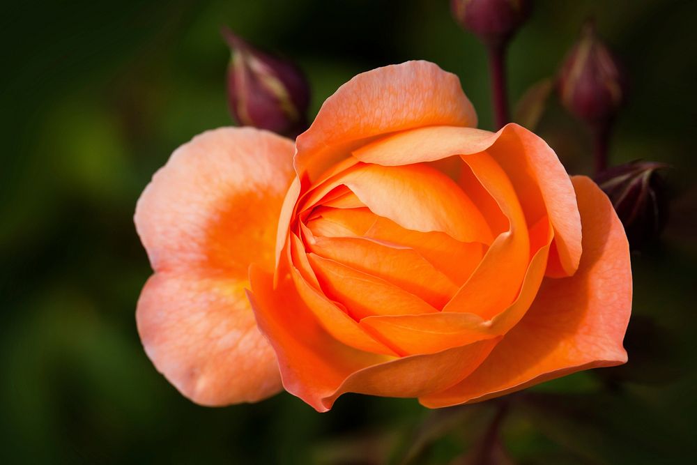 Free orange rose image, public domain flower CC0 photo.
